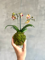 4 of 4:Orchid Kokedama