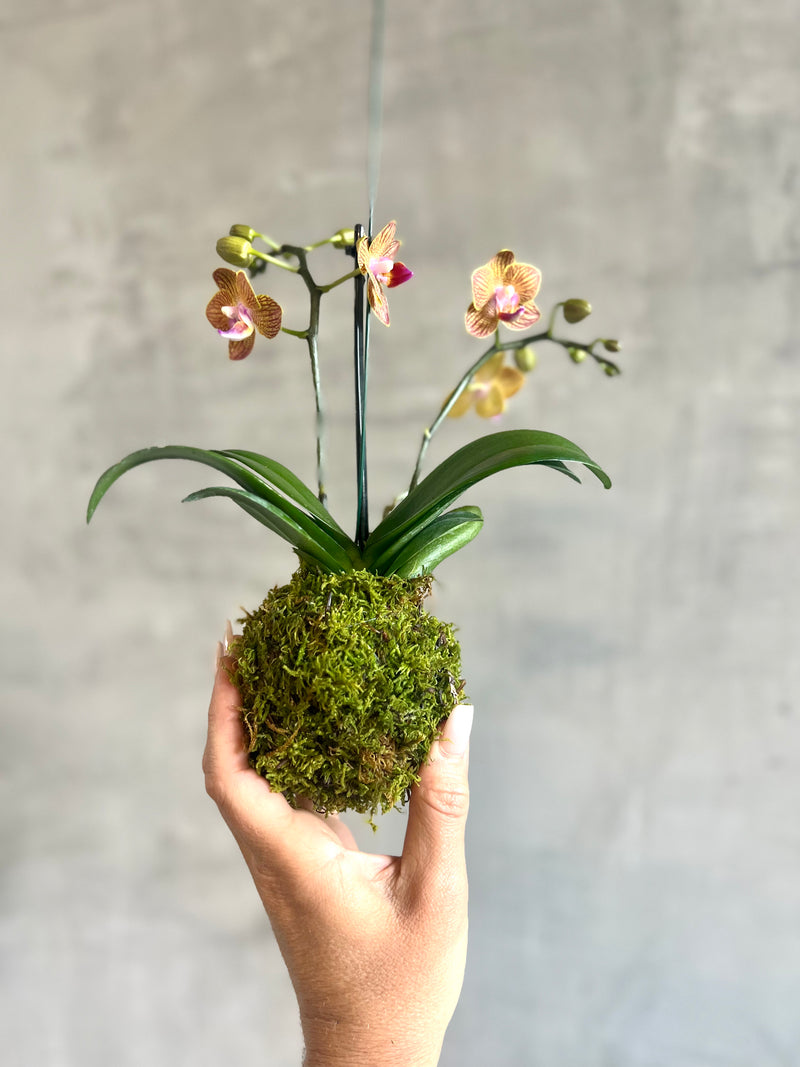 Orchid Kokedama-Wholesale Plants-ECOVIBE