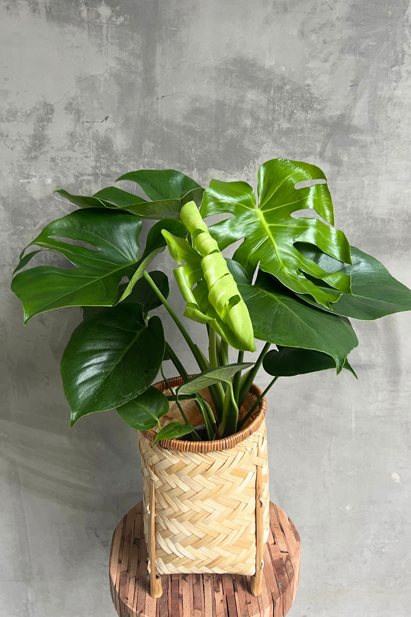 monstera deliciosa hydroculture Monstera 'Deliciosa' – ECOVIBE
