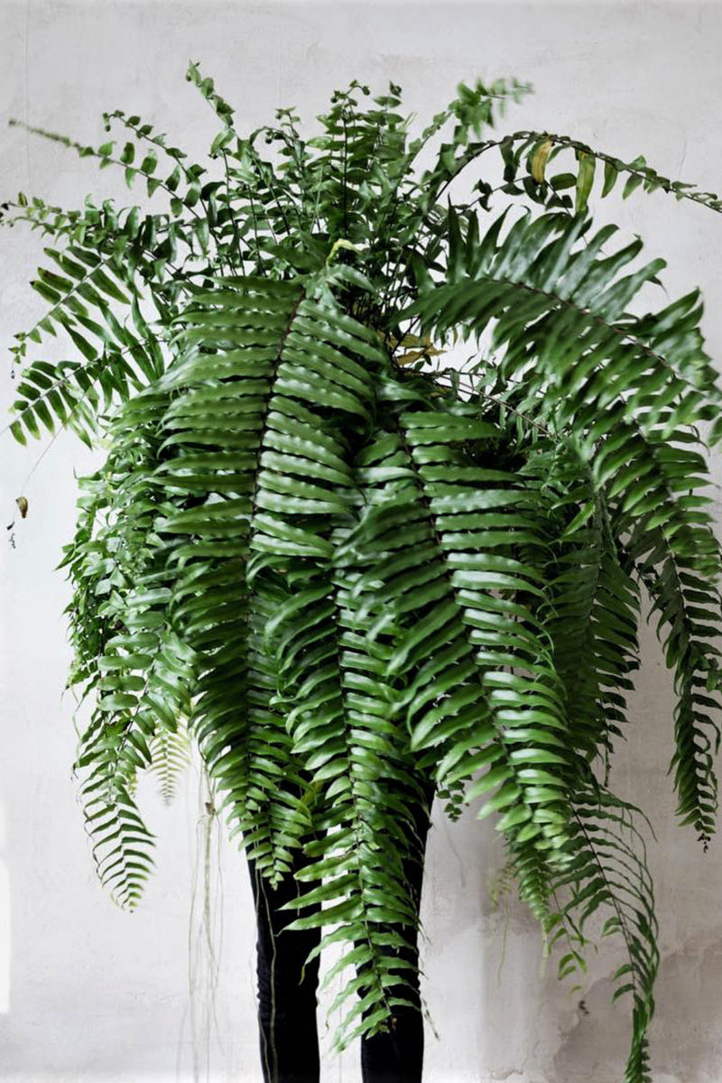 Nephrolepis_Macho_Fern