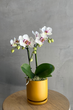 Phalaenopsis-Moth-Orchid--Yellow-Momma-Pot