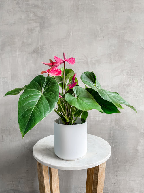 Pink_Red_Anthurium_Accent_Decor_White_Kendall_Pot