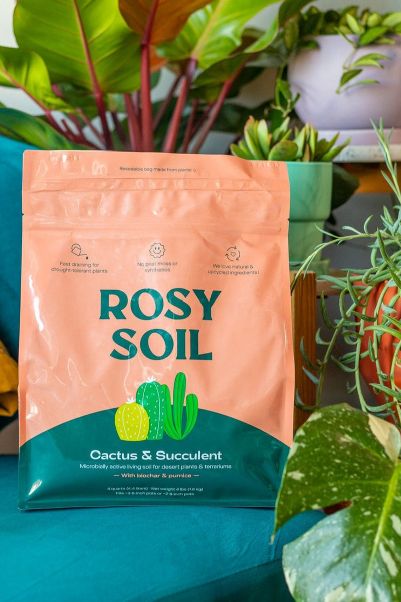 cactus succulent soil Rosy Soil Cactus + Succulent Soil – ECOVIBE