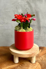 5 of 5:Schlumbergera 'Christmas Cactus'