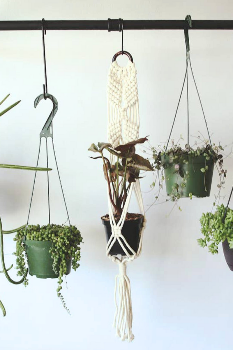 Soul-of-the-Party-Toronto-Wall-Plant-Hanger