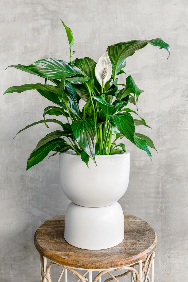 Spathiphyllum-Peace-Lily