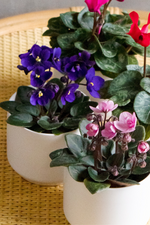6 of 6:Saintpaulia 'African Violet'
