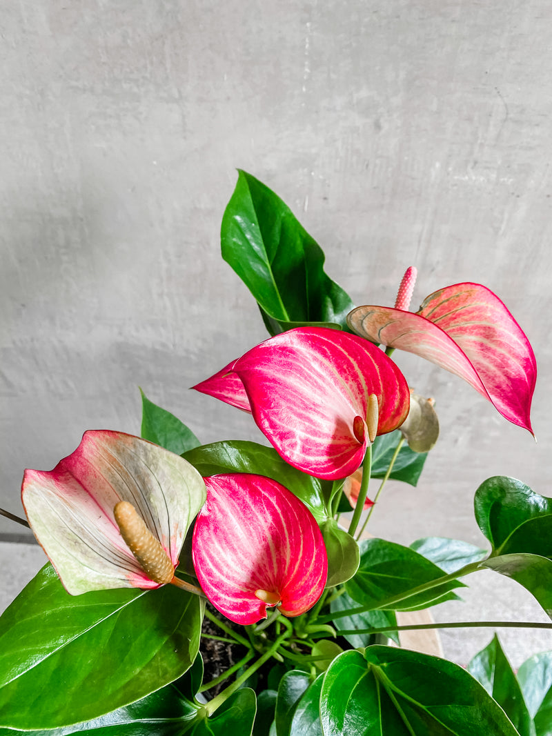 Anthurium 'Pink Variegated'-Wholesale Plants-ECOVIBE