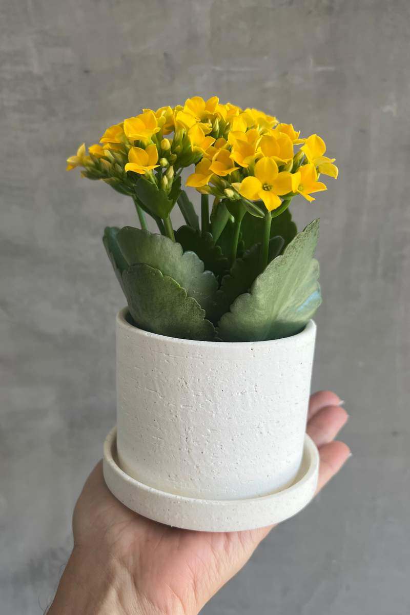 Yellow-Flower-Kalanchoe-Easton-Ceramic-Pot