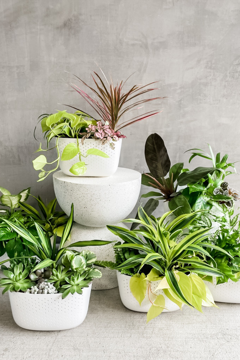 eco pot plant Fully Planted WallyGrow Eco Wall Planter – ECOVIBE