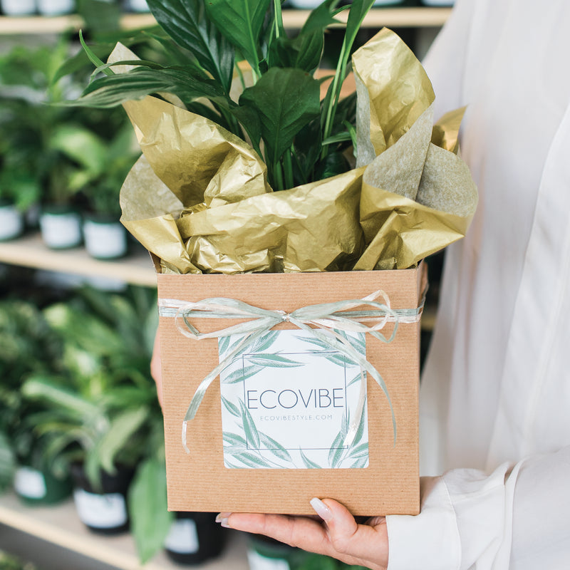A person holding a gift-wrapped plant in a box with the EcoVibe logo.