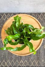 3 of 3:Asplenium 'Hurricane'