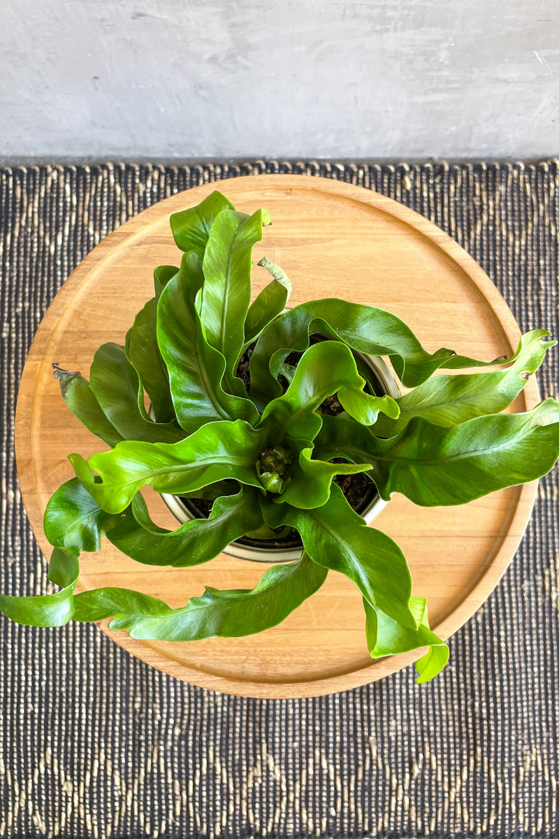 asplenium antiquum hurricane bird's nest fern 4"