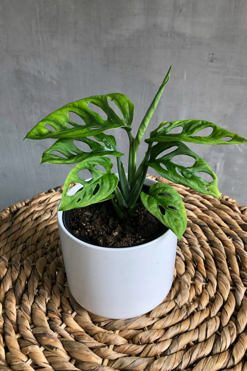 monstera adansonii wholesale Monstera Adansonii 'Swiss Cheese Plant' – ECOVIBE