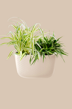 Wallygro-Eco-Wall-Plant-house-Plants-houseplants-portland-oat