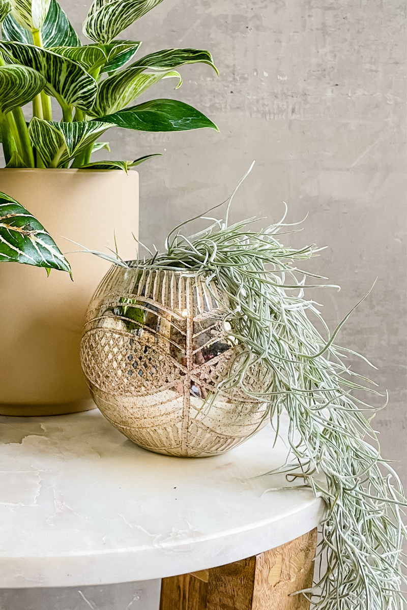 silver sage air plant Tillandsia 'Usneoides Silver Sage' Spanish Moss – ECOVIBE