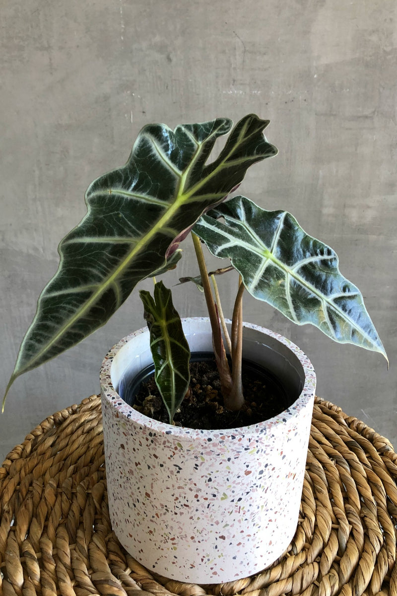alocasia polly elephant ear plant Alocasia 'Amazonica Polly' – ECOVIBE