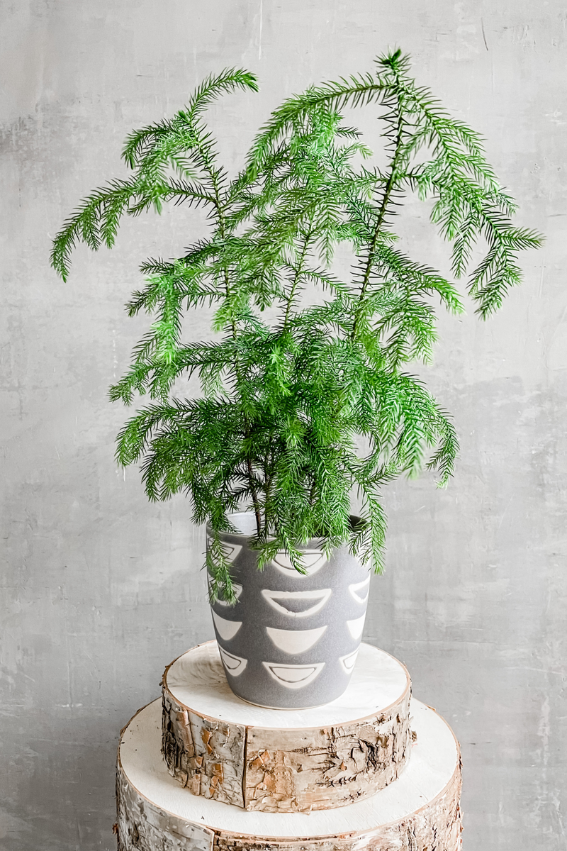 Araucaria 'Norfolk Island Pine' 4"