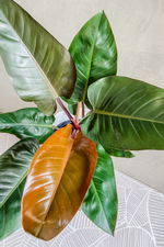 4 of 4:Philodendron 'Rojo Congo'