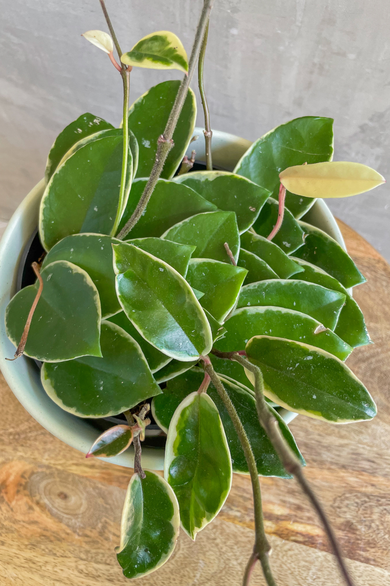 Hoya 'Krimson Queen' 6"