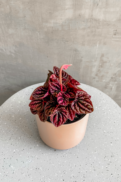 Peperomia caperata 'Schumi Red'
