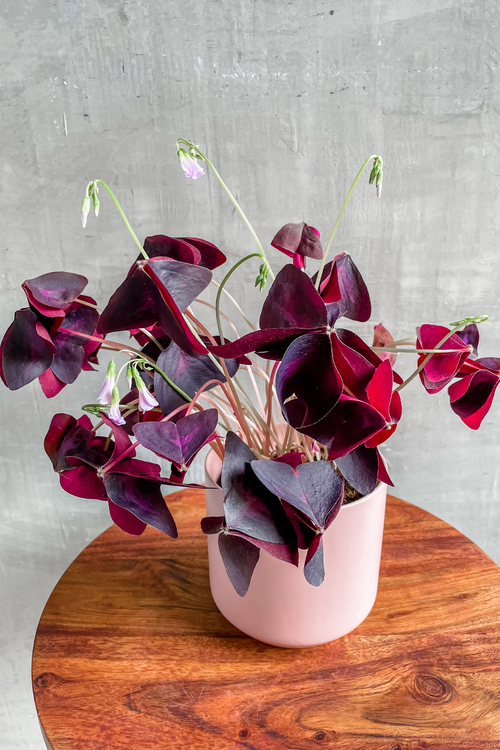 Oxalis 'Triangularis'