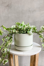 1 of 2:Epipremnum 'Pothos NJoy'