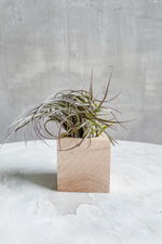 1 of 3:Wood Cube Air Plant Pots