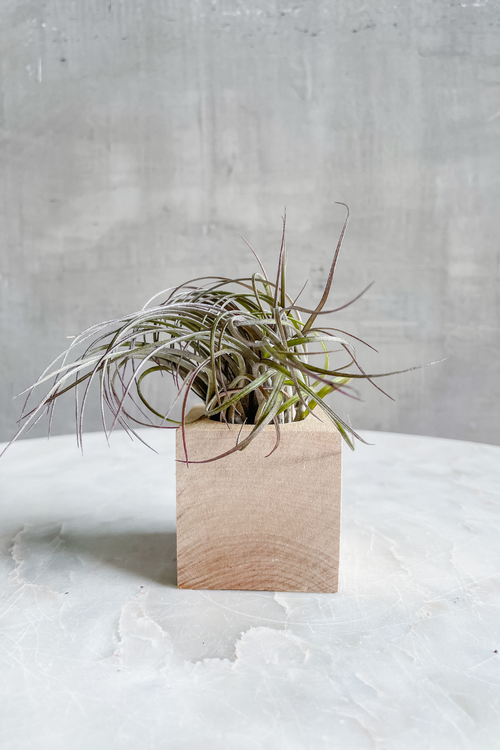 Wood Cube Air Plant Pots