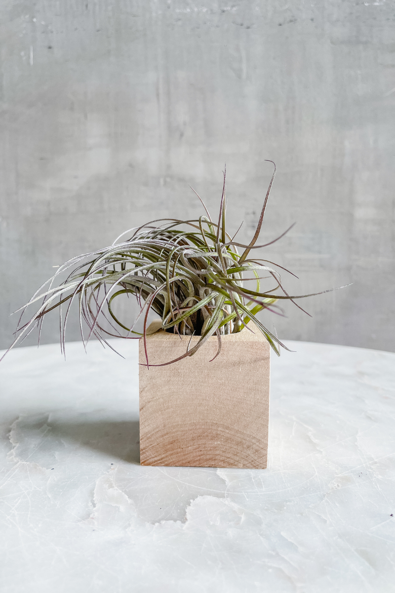 air plants pots Wood Cube Air Plant Pot – ECOVIBE