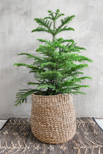 2 of 5:Araucaria 'Norfolk Island Pine'