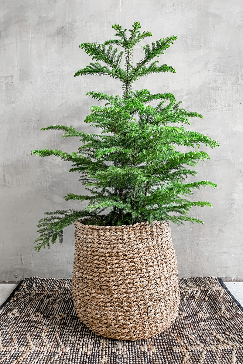 Araucaria 'Norfolk Island Pine' 10"