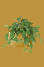 Wallygro-Eco-Wall-Plant-house-Plants-houseplants-portland-mustard