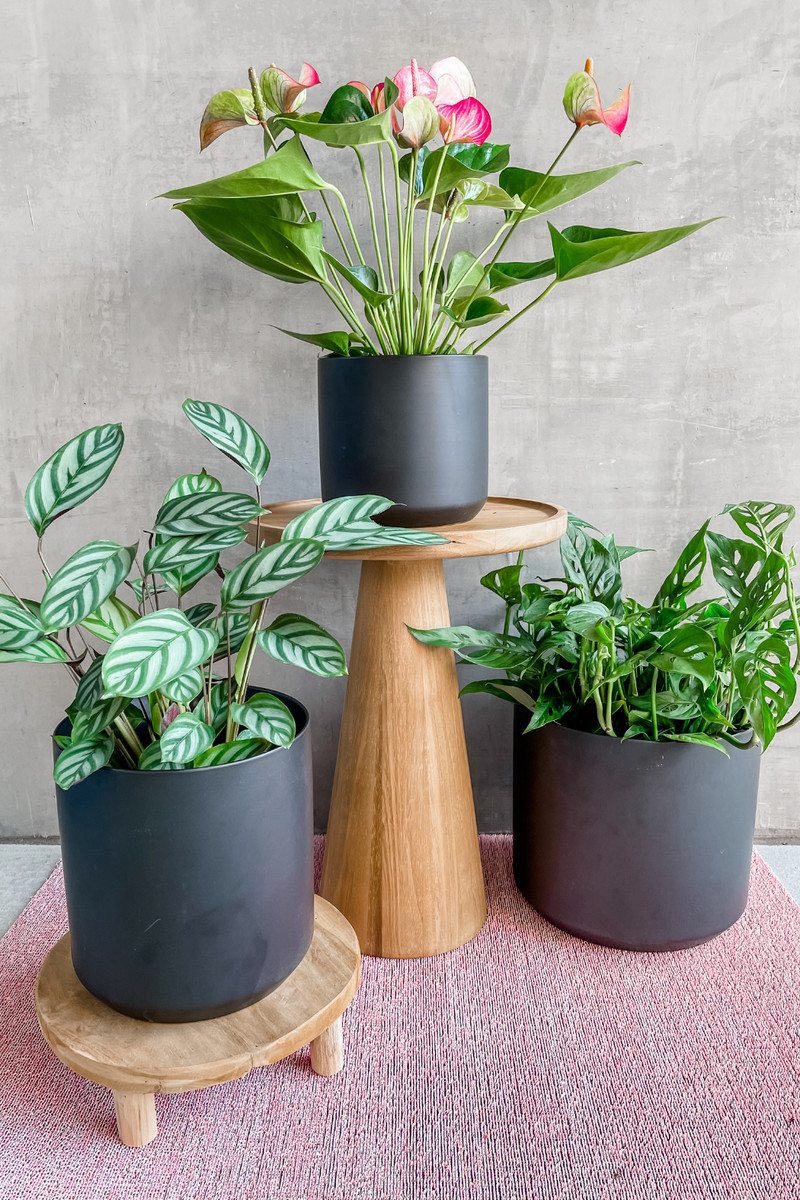 kendall plant pot Kendall Pot in Black – ECOVIBE