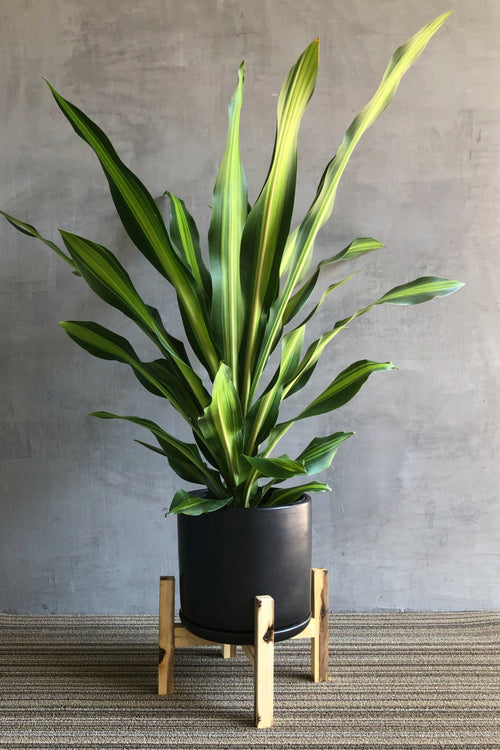 Dracaena 'Golden Heart'