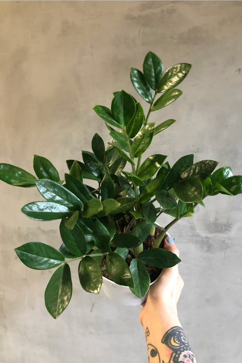 zz plant tattoo Zamioculcas Zamiifolia 'ZZ Plant' – ECOVIBE
