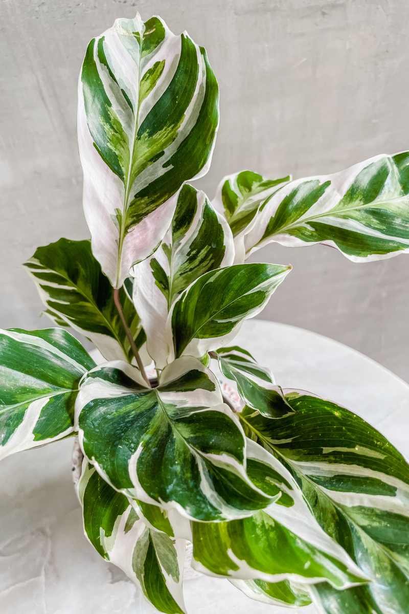 Calathea 'White Fusion'