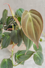 4 of 4:Philodendron 'Micans'