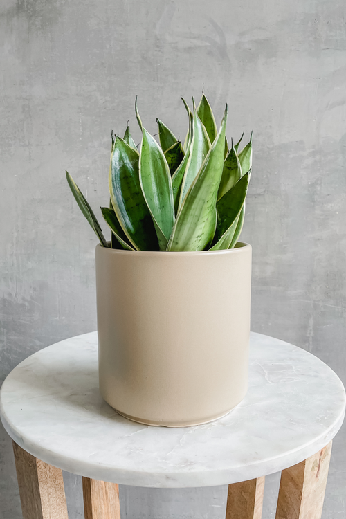 Sansevieria 'Moonshine'