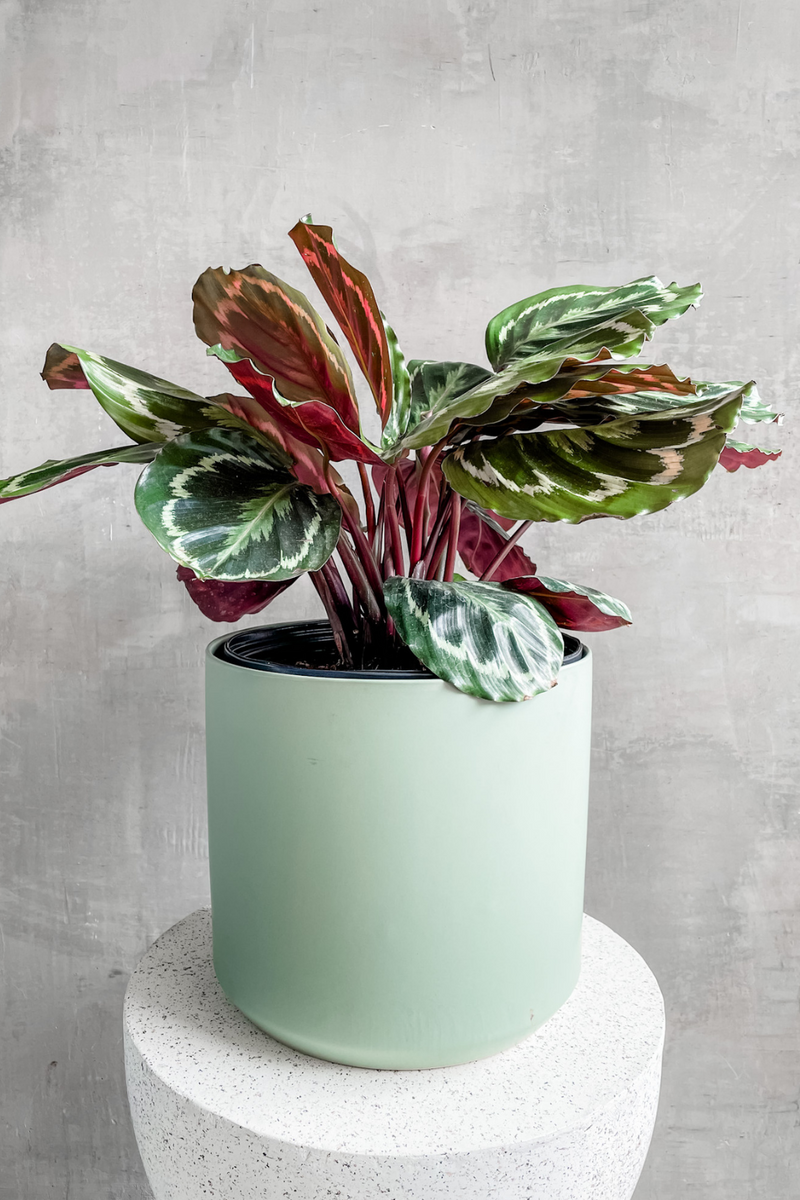 Accent Decor Kendall Pot in Sage