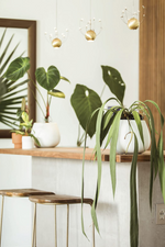 Welcome to the Jungle: Rare Tropical Houseplants to Collect, Grow, and Love  By Enid Offolter