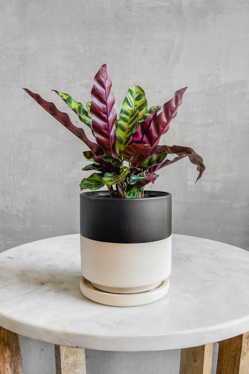 Half-Black Gemstone Ceramic Planter-Momma Pots-ECOVIBE