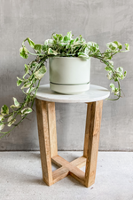 2 of 2:Epipremnum 'Pothos NJoy'