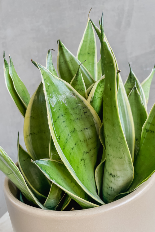 Sansevieria 'Moonshine'