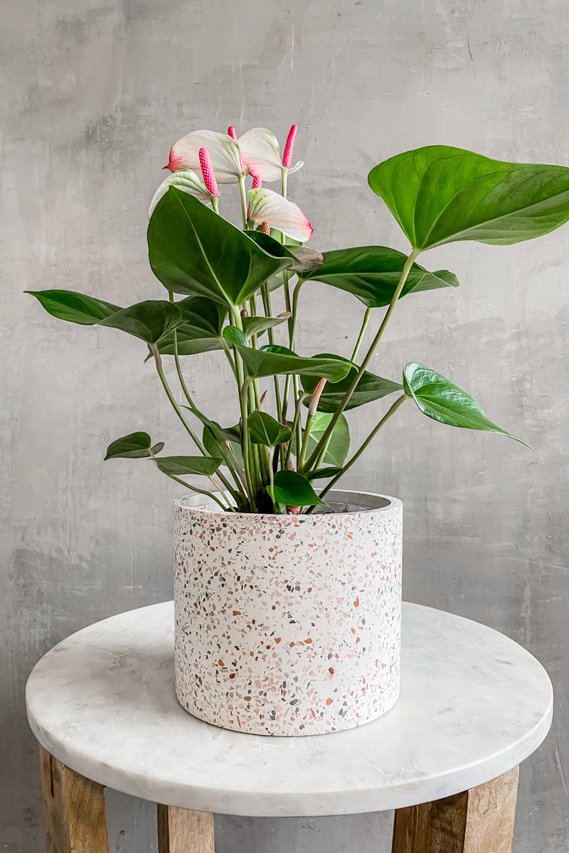 Pink Variegated Anthurium 6"