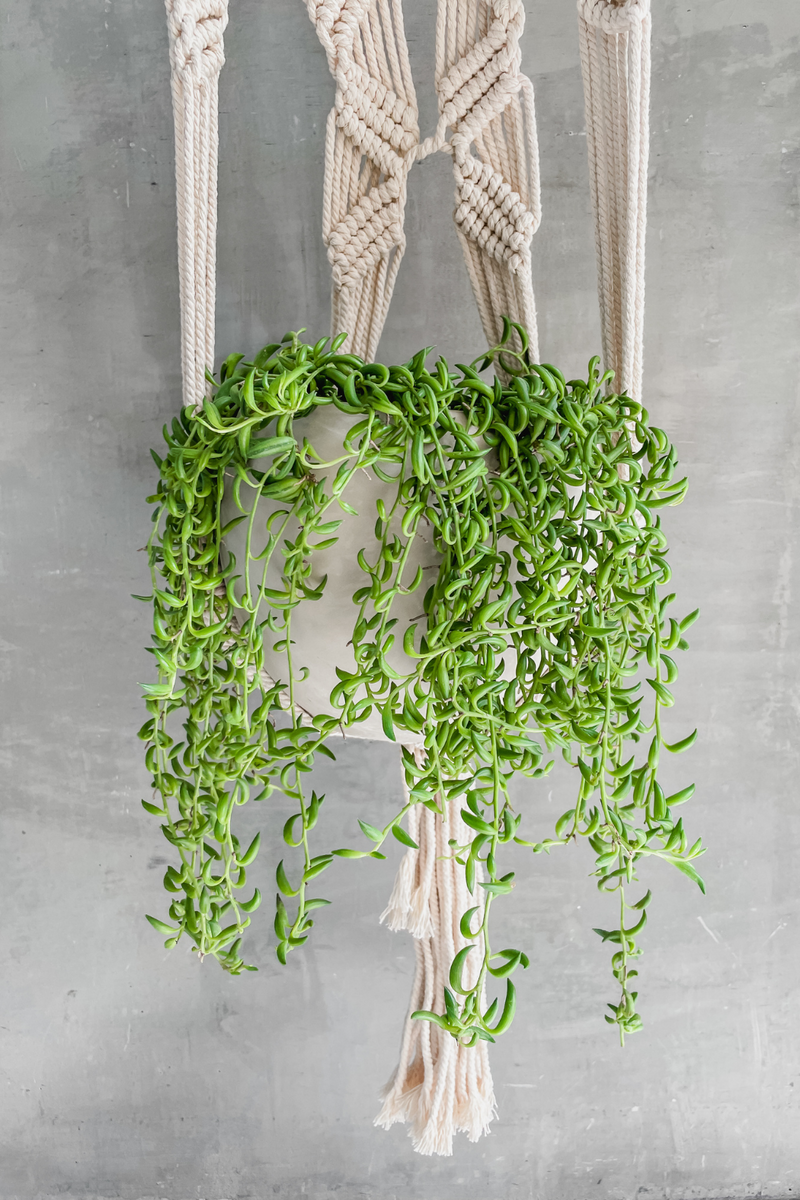 Senecio 'String of Bananas'