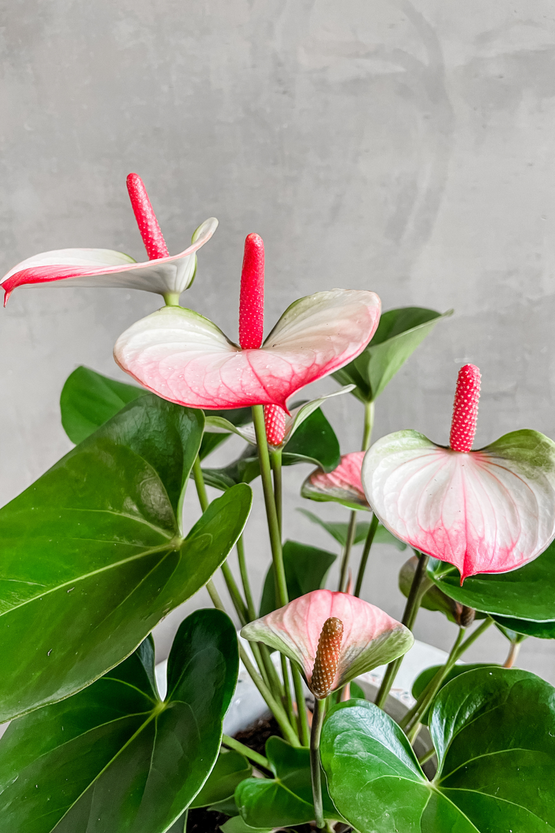 Pink Variegated Anthurium 6"