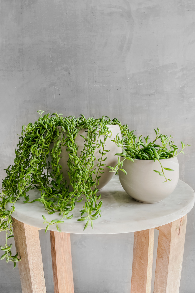 Senecio 'String of Bananas'