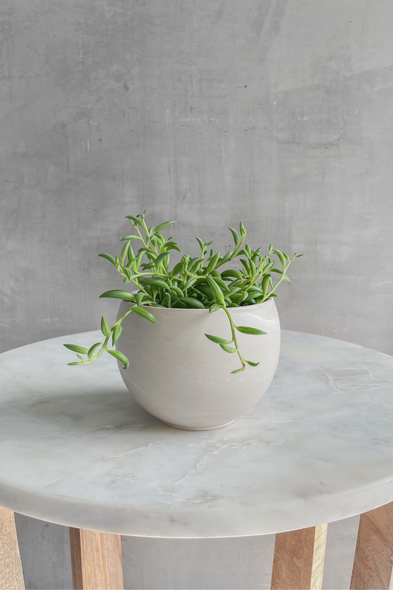 Senecio 'String of Bananas'