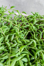 5 of 5:Senecio 'String of Bananas'